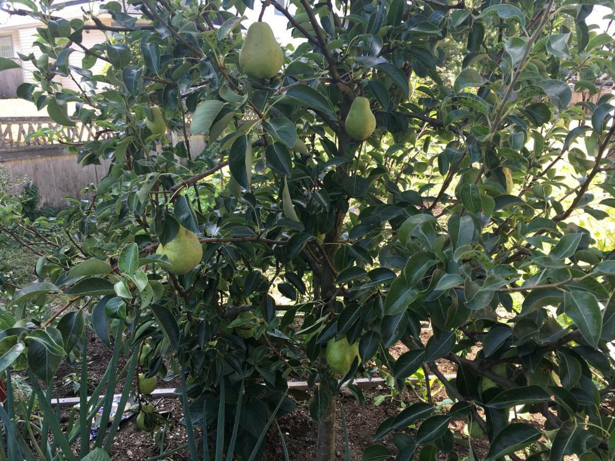 סארי Decent Location Home מראה חיצוני תמונה